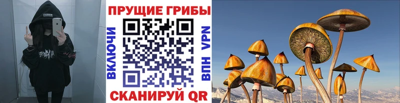 купить сайты Болотное Псилоцибиновые грибы Psilocybe